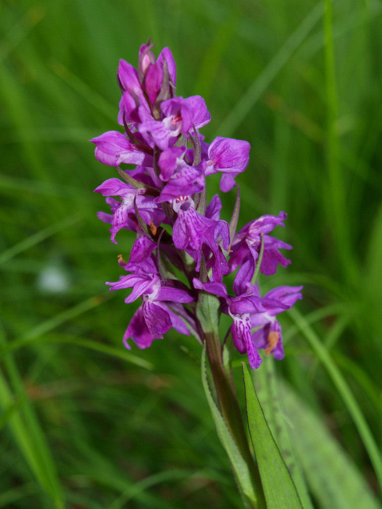 Dactylorhiza traunsteineri / Orchide di Traunsteiner